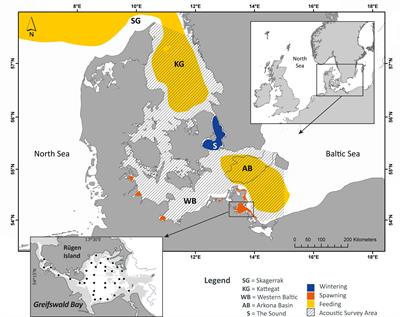 Reduced Reproductive Success of Western Baltic <mark class="highlighted">Herring (Clupea harengus)</mark> as a Response to Warming Winters